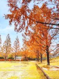 メタセコイアやもみじの紅葉が美しい公園【福井】