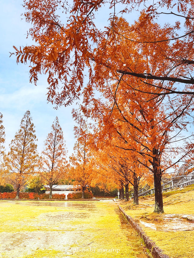 メタセコイアやもみじの紅葉が美しい公園【福井】