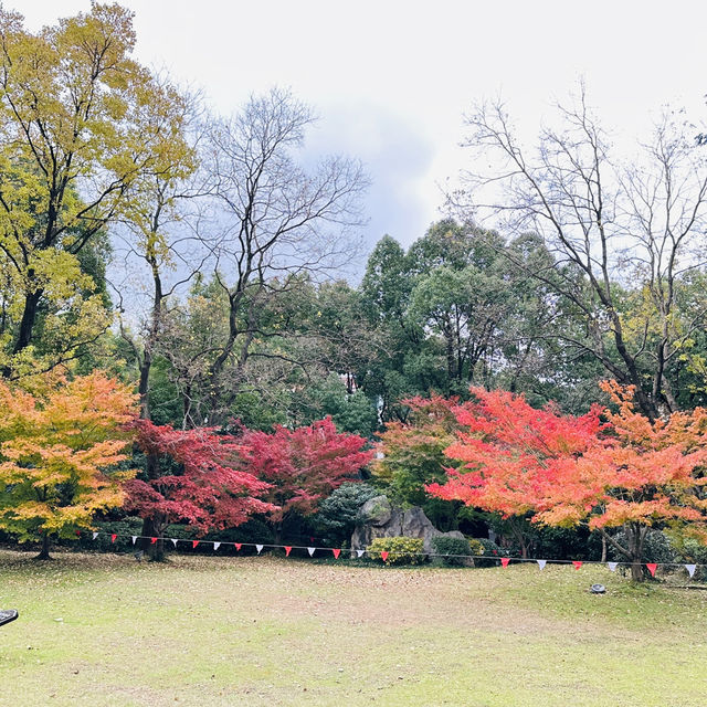 🍁上海紅葉🍁