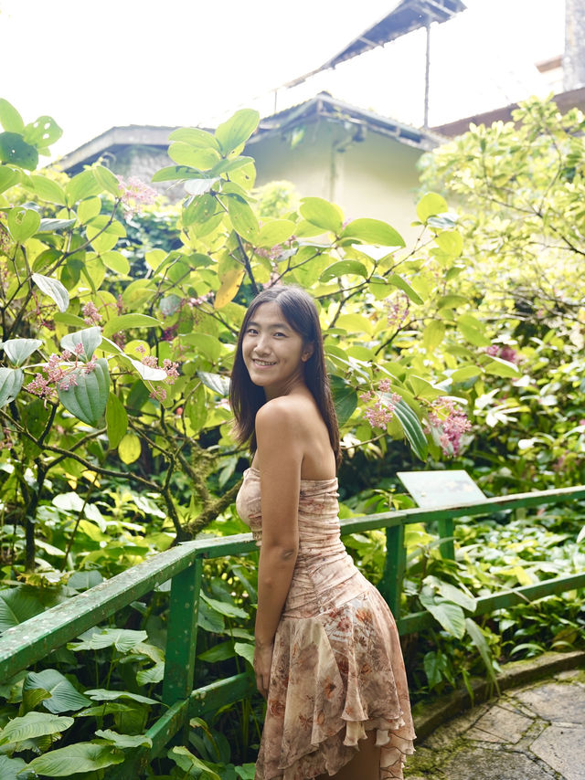 沙巴 | 隱藏在神山附近kinabalu park的秘密花園🌸