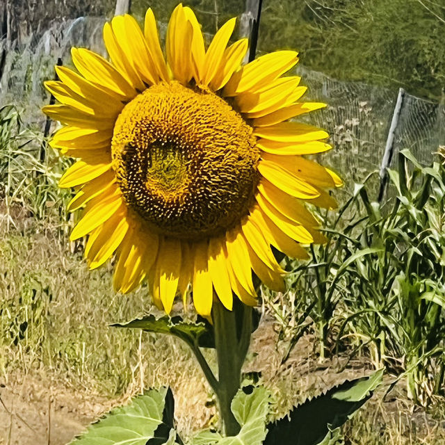 Rise like a sunflower