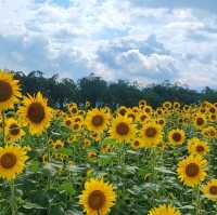 A sea of little suns