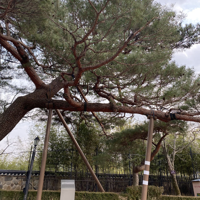 📸설 연휴에 오죽헌 방문은 어떨까요⁉️