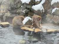 A Magical Encounter at Snow Monkey Park, Japan