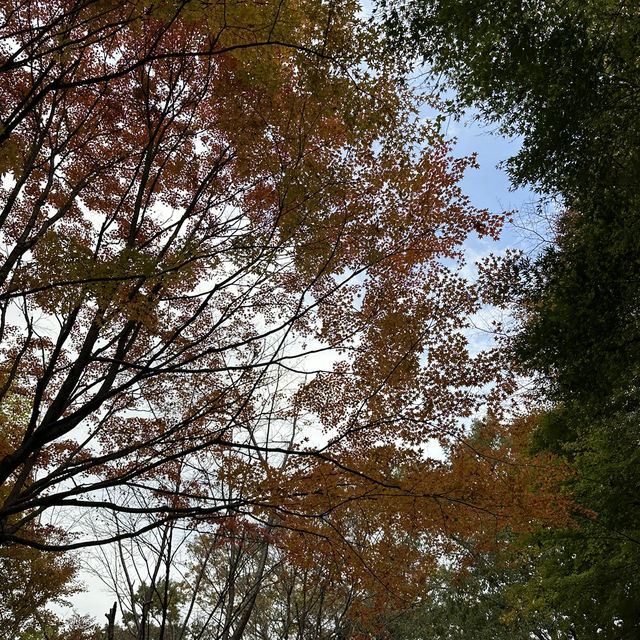 【岐阜観光】岐阜の自然を満喫できる絶景スポット