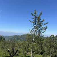 斯里蘭卡🇱🇰 - Lipton發源地