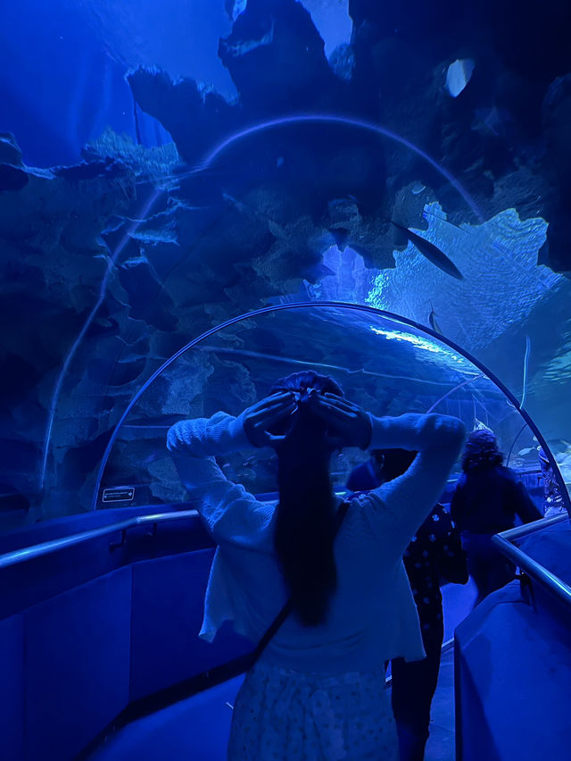 I traveled to Kuala Lumpur solely for this photo: A day trip to KLCC Aquaria 🐠🐡