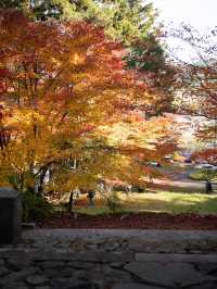 🍁✨ 秋の龍穏寺で静寂と紅葉美を堪能しよう ✨🍁