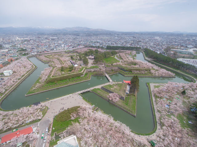 พลาดไม่ได้ ชมซากุระสุดสวยที่ป้อมดาวโกเรียวกากุ 🌸