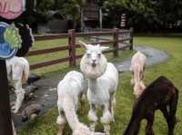 เพลิดเพลินไปกับสัตว์สุดน่ารักที่ Alpaca Hill 🐩🪿
