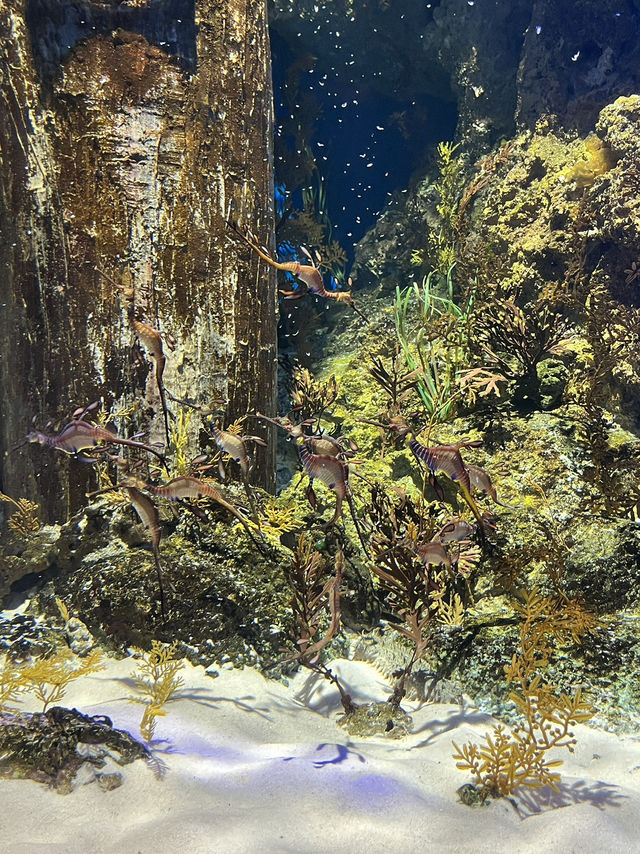 🇸🇬 S.E.A. Aquarium 🫧🪼🐠