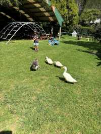 Whiti Farm Park: Animal Encounters and Adventure!