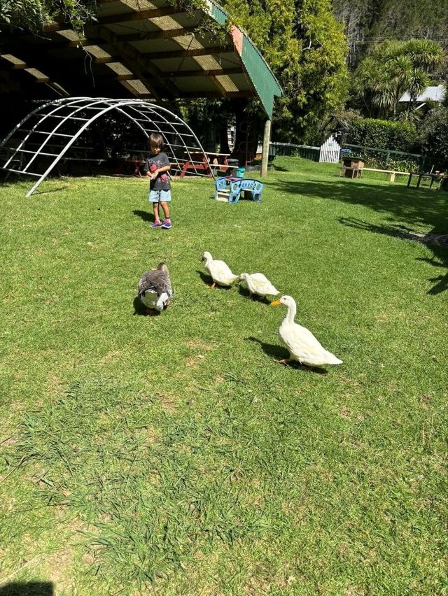 Whiti Farm Park: Animal Encounters and Adventure!