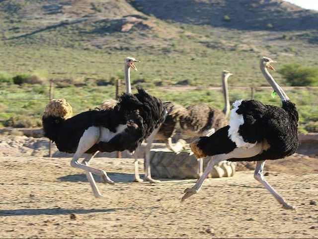 Highgate Ostrich Show Farm: A Unique Experience in Oudtshoorn