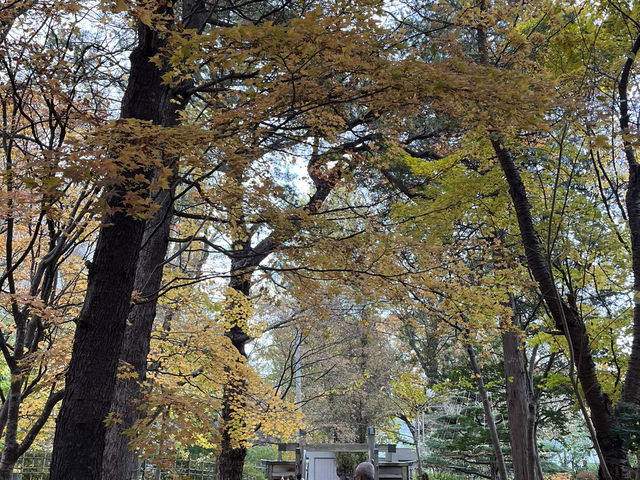 札幌市區賞楓景點～中島公園