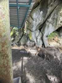 The mount attracted hikers and nature lovers 