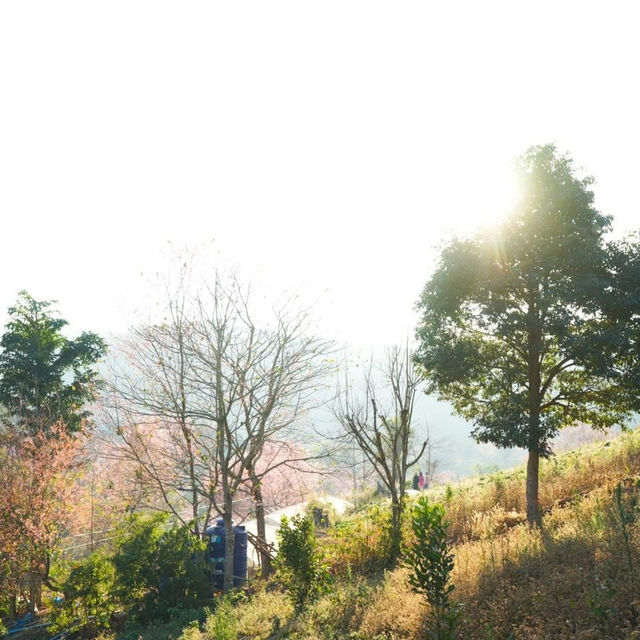 ซากุระบานเมืองไทยแล้วนะ
