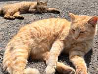 🐈 福岡「貓島」相島 交通攻略 🚢