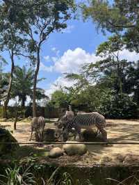 Singapore Zoo: A Wildlife Adventure in the Heart of Nature
