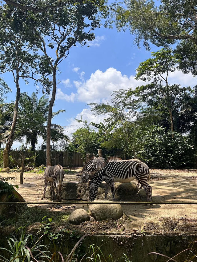 Singapore Zoo: A Wildlife Adventure in the Heart of Nature