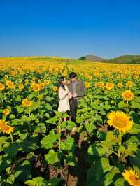 ทุ่งดอกทานตะวัน ไร่มณีศร เขาใหญ่ 🌻
