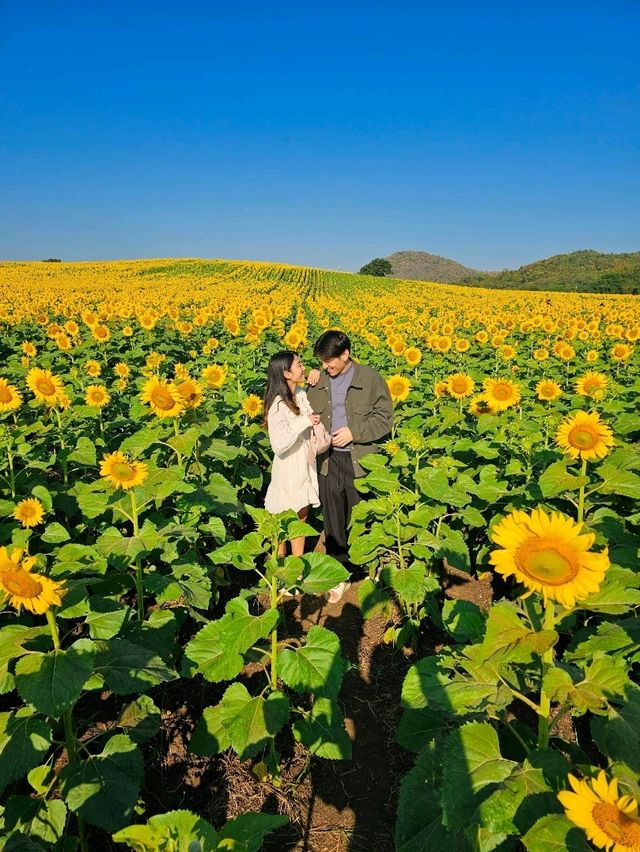 ทุ่งดอกทานตะวัน ไร่มณีศร เขาใหญ่ 🌻