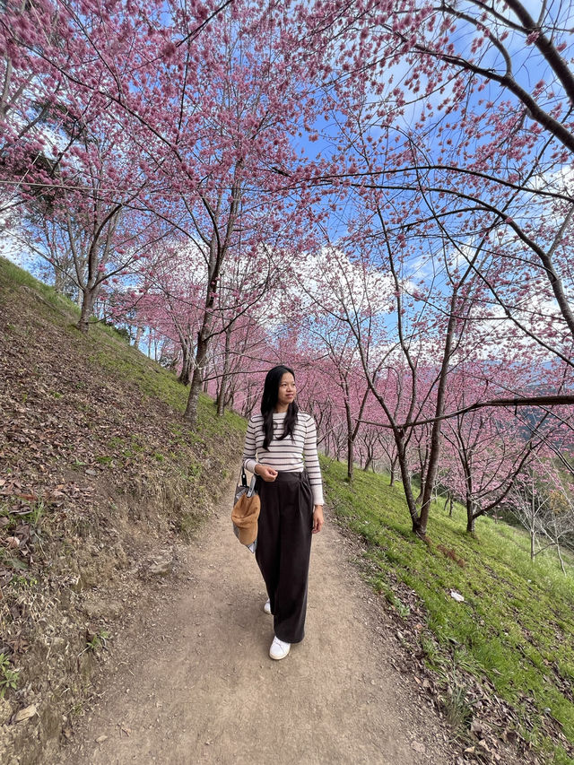 司馬庫斯巨木群步道～賞櫻兼看神木