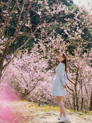 Dreamy pink cherry blossom tunnel 🌸Three Gorges Big Bear Cherry Blossom Forest