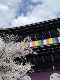京都知恩院的櫻花之美 🌸 
