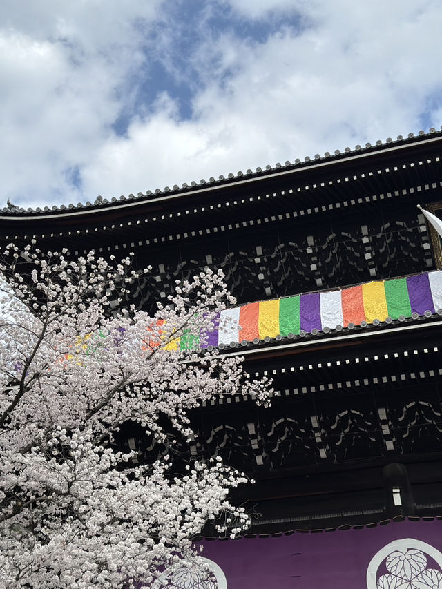 京都知恩院的櫻花之美 🌸 
