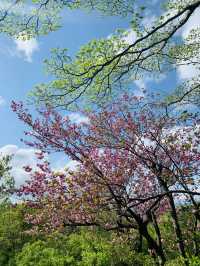 Hanamiyama Park ซากุระเต็มเขา เที่ยวฟุกุชิมะต้องมา
