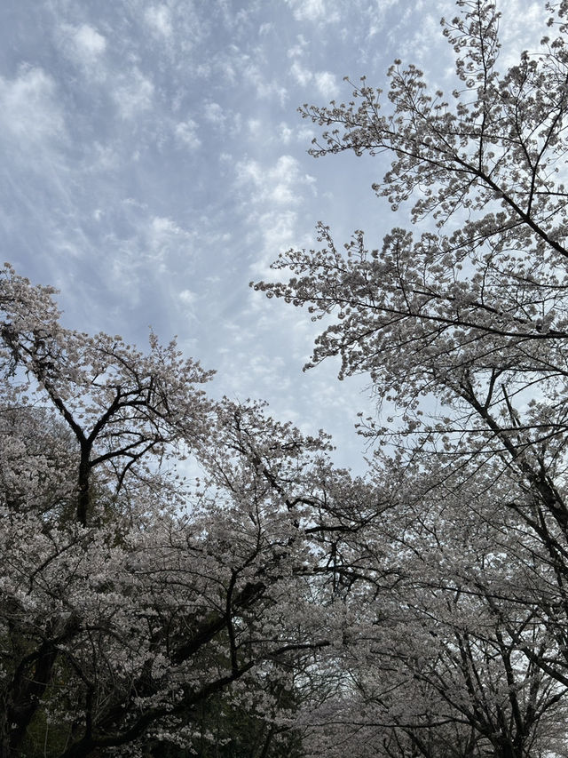 京都蹴上鐵道的櫻花奇蹟 🌸✨
