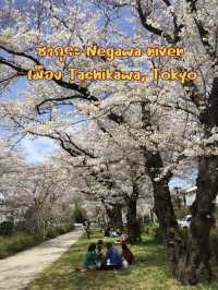 ซากุระบานที่ Negawa River เมือง Tachikawa ชิลล