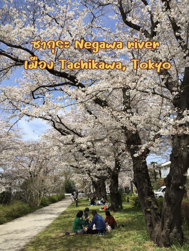 ซากุระบานที่ Negawa River เมือง Tachikawa ชิลล