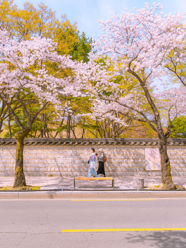 벚꽃필때 너랑 걷고 싶은 경주 돌담길