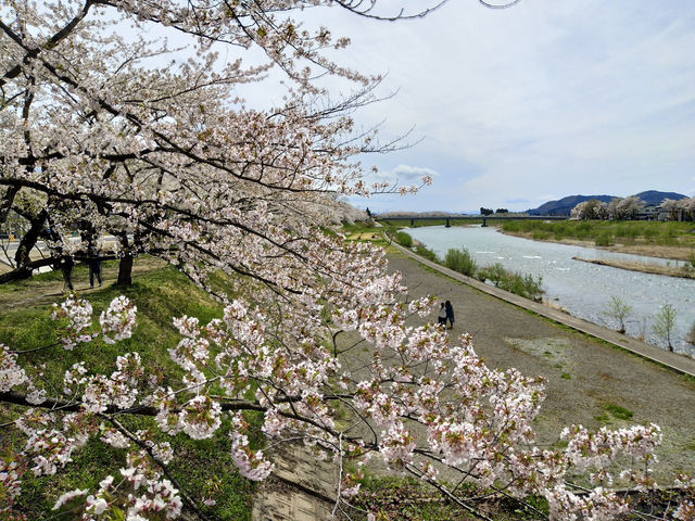 ซากุระบานริมสายน้ำ ที่ Hinokinai River, Kakunodate