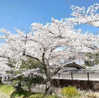 Philosopher’s Path, Kyoto