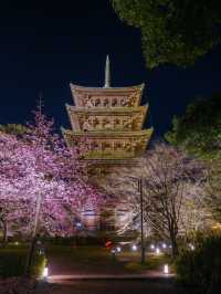 1000円で見れる絶景！春の訪れ🌸 京都と言えばド定番のココ‼️｢東寺｣