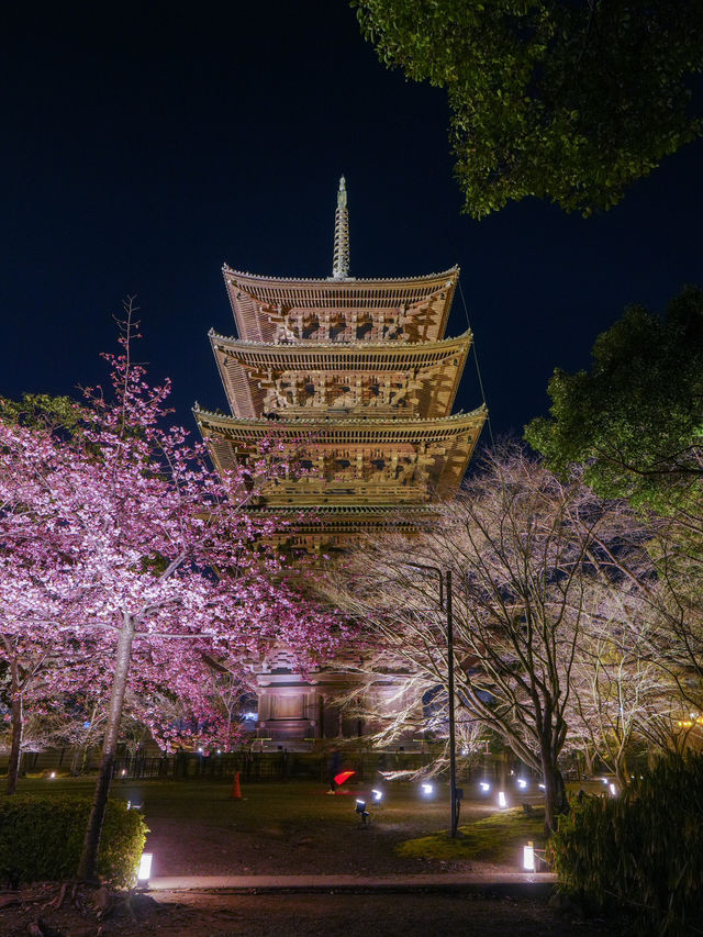 1000円で見れる絶景！春の訪れ🌸 京都と言えばド定番のココ‼️｢東寺｣