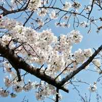 🌸 **福岡西公園櫻花觀賞遊覽分享** 🌸