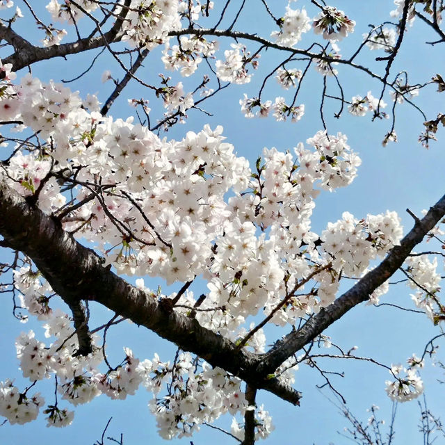 🌸 **福岡西公園櫻花觀賞遊覽分享** 🌸