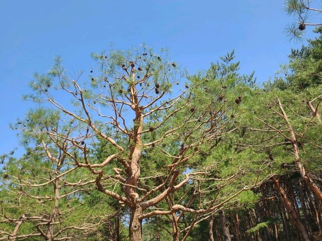 양양 낙산사