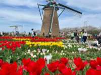 Chasing Tulips at Sakura Furusato Square