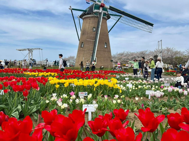 Chasing Tulips at Sakura Furusato Square