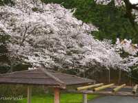 【京都】亀岡盆地を一望する知る人ぞ知る桜の名所「平和台公園」