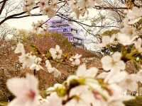 福岡舞鶴公園賞櫻美景