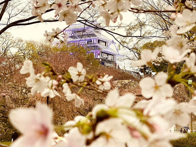 福岡舞鶴公園賞櫻美景