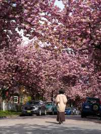 バンクーバーの桜：春の街を彩るピンクのトンネル