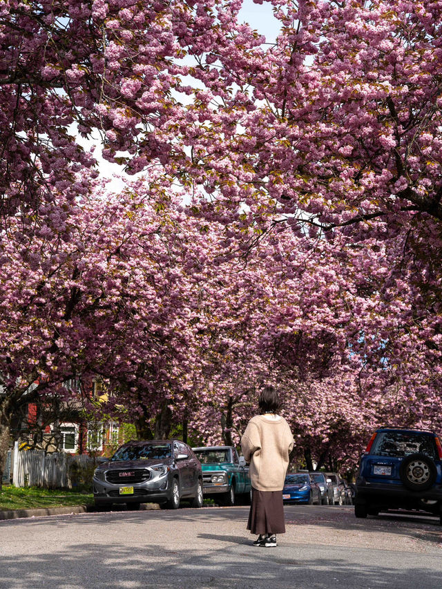 バンクーバーの桜：春の街を彩るピンクのトンネル