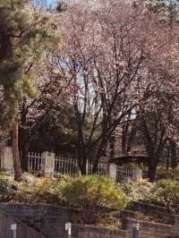 Temi's Floral Frame: Spring Photography Spot